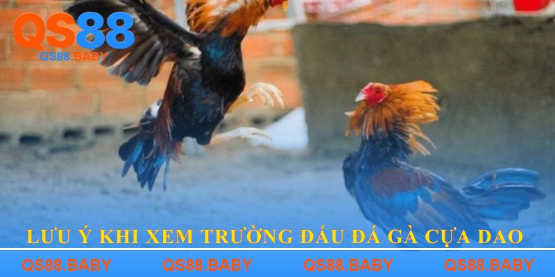 Lưu ý khi xem Trường đấu đá gà cựa dao
